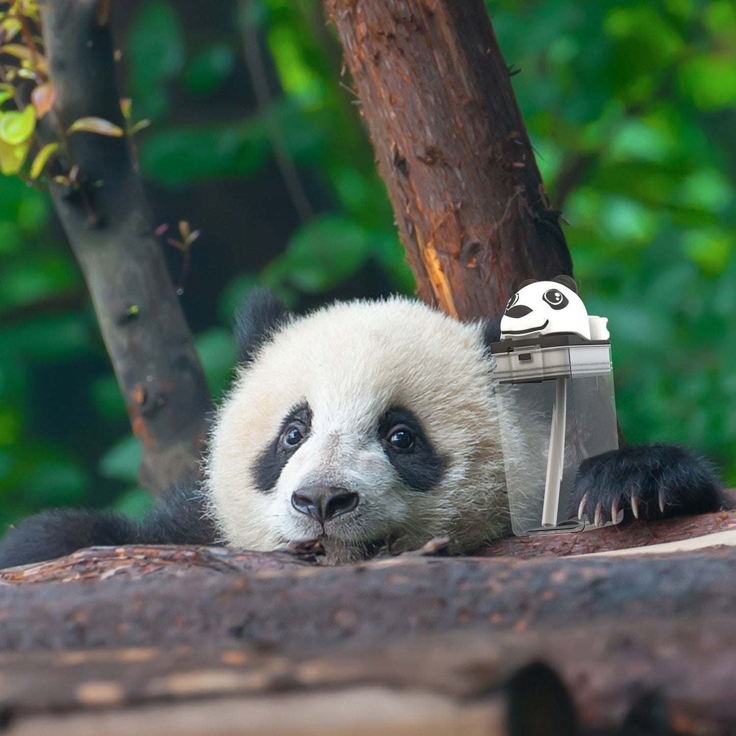 Drink in the Box - Panda Fun Top