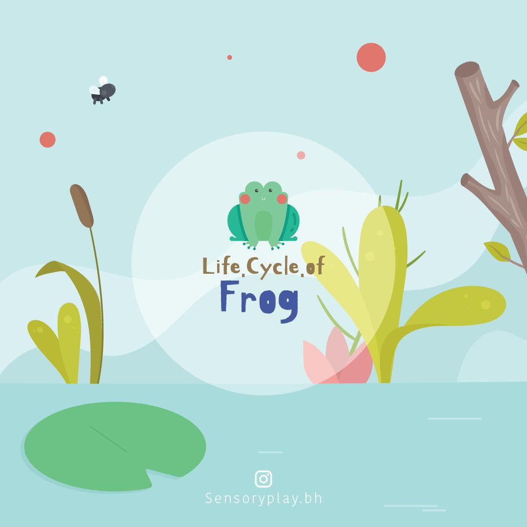 SensoryPlay Box - Frog